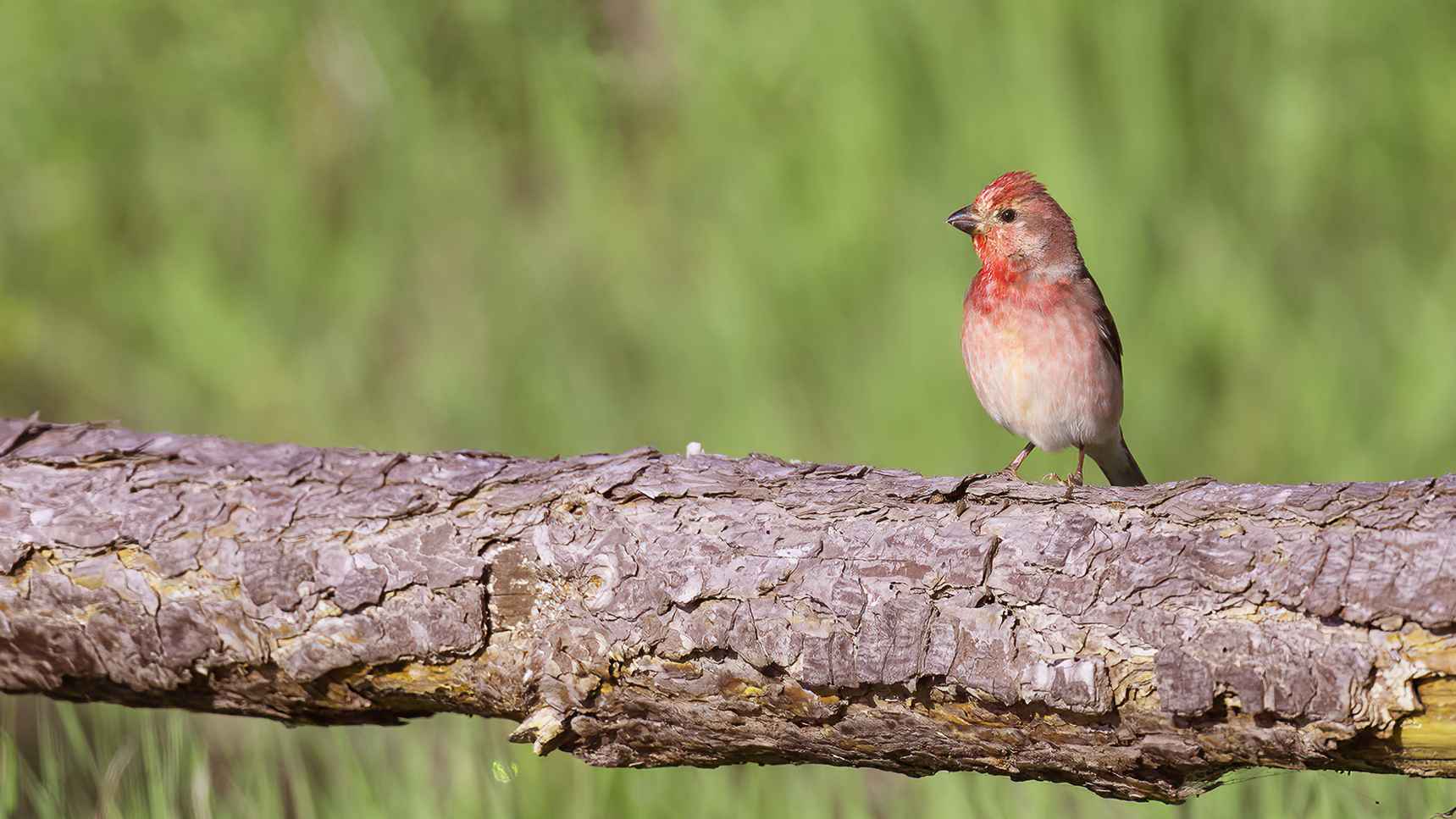 Common Rosefinch